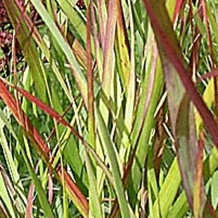 Panicum virgatum 'Rehbraun' P9 - afbeelding 2