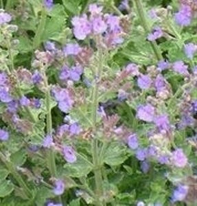 Nepeta racemosa 'Grog' P9 - afbeelding 2