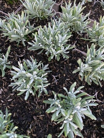 Lavandula intermedia 'Edelweiss' P9 - afbeelding 3