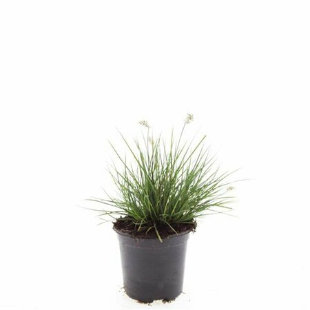 Pennisetum alopecuroides 'Little Bunny' P9 - afbeelding 5