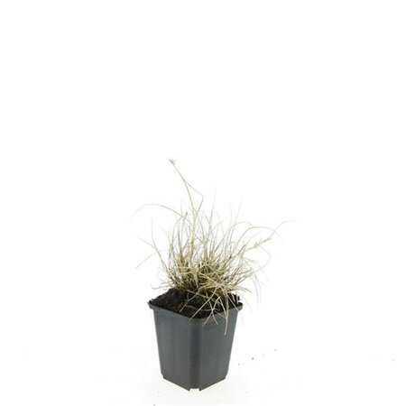 Pennisetum alopecuroides 'Little Bunny' P9 - afbeelding 21