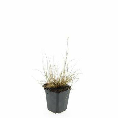 Pennisetum alopecuroides 'Little Bunny' P9 - afbeelding 3