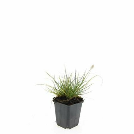 Pennisetum alopecuroides 'Little Bunny' P9 - afbeelding 23