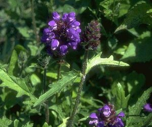 Prunella grandiflora P9
