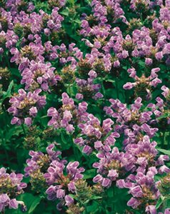 Prunella grandiflora P9 - afbeelding 4