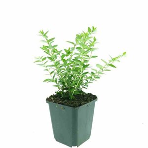 Lonicera nitida 'Maigrün' 30/40 C. Bol - afbeelding 3