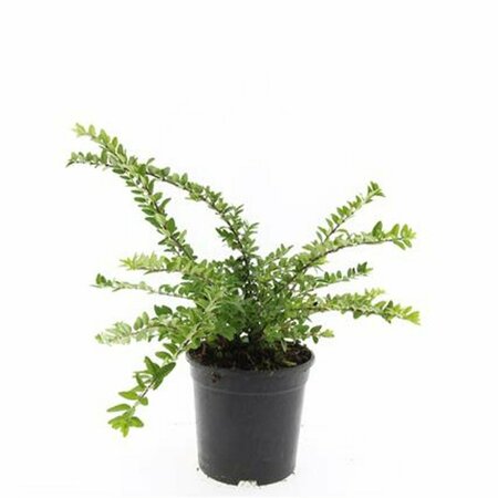 Lonicera nitida 'Maigrün' 30/40 C. Bol - afbeelding 9