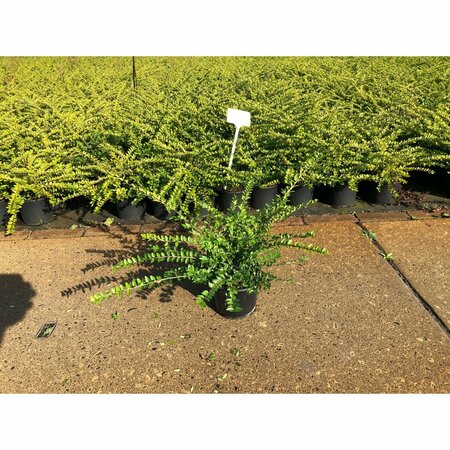 Lonicera nitida 'Maigrün' 30/40 C. Bol - afbeelding 5