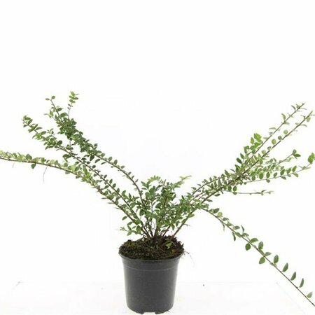 Lonicera nitida 'Maigrün' 30/40 C. Bol - afbeelding 7