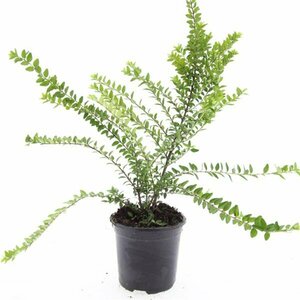 Lonicera nitida 'Maigrün' 30/40 C. Bol - afbeelding 6