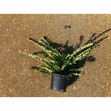 Lonicera nitida 'Maigrün' 30/40 C. Bol - afbeelding 4