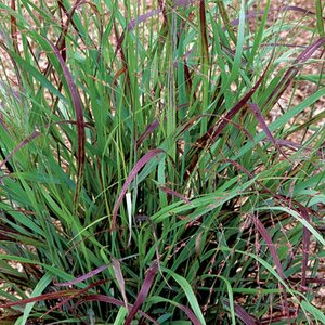 Panicum virgatum 'Shenandoah' P9 - afbeelding 2