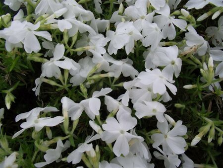 Phlox (S) 'White Delight' P9 - afbeelding 1