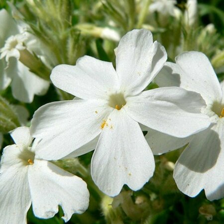 Phlox (S) 'White Delight' P9 - afbeelding 2