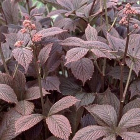 Rodgersia pinnata 'Chocolate Wings' P9 - afbeelding 1