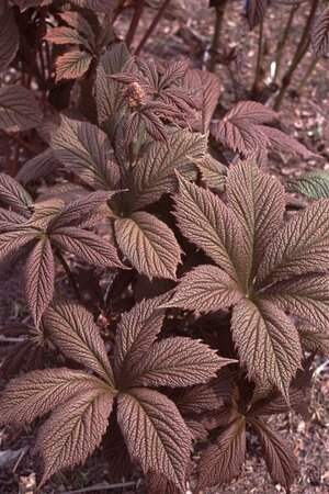 Rodgersia pinnata 'Chocolate Wings' P9 - afbeelding 2