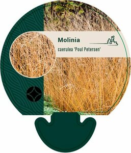 Molinia caerulea 'Poul Petersen' P9