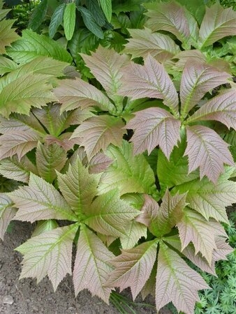 Rodgersia podophylla 'Braunlaub' P9 - afbeelding 2