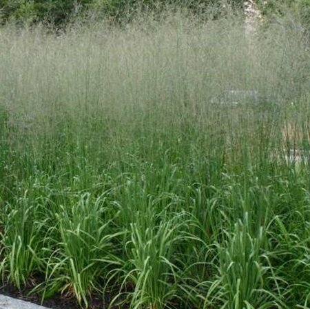 Molinia arundinacea 'Transparent' C5 - afbeelding 1