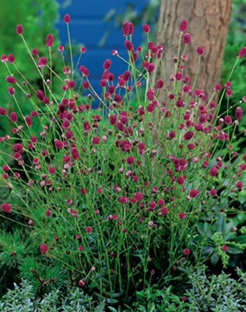 Sanguisorba officinalis 'Tanna' P9 - afbeelding 2
