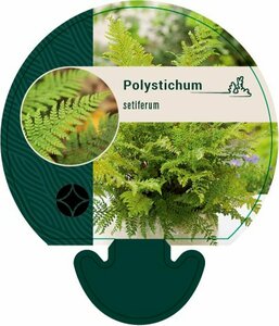Polystichum setiferum P11 - afbeelding 6