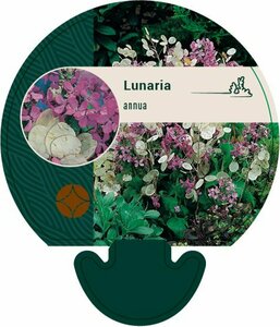 Lunaria annua P9 - afbeelding 5