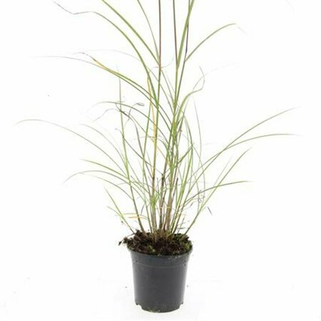 Miscanthus sinensis 'Red Chief' P9 - afbeelding 4