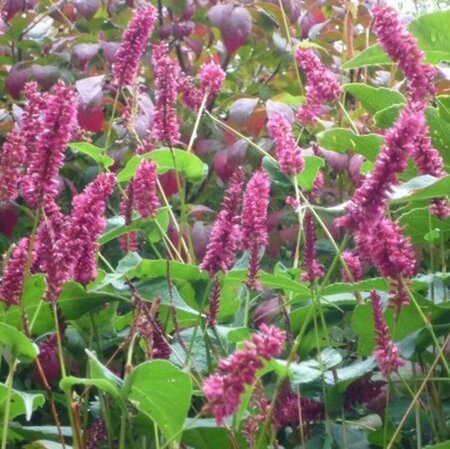 Persicaria amplexicaulis 'Inverleith' P9
