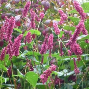 Persicaria amplexicaulis 'Inverleith' P9