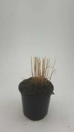 Molinia caerulea 'Heidebraut' P9 - afbeelding 6