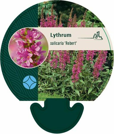 Lythrum salicaria 'Robert' P9 - afbeelding 3