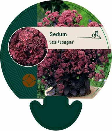 Sedum 'José Aubergine' P9 - afbeelding 2