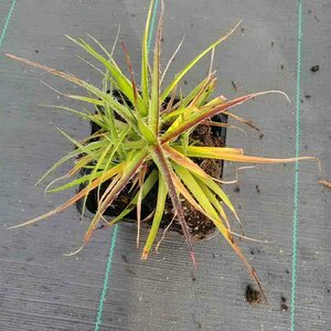 Luzula nivea P9 - afbeelding 2