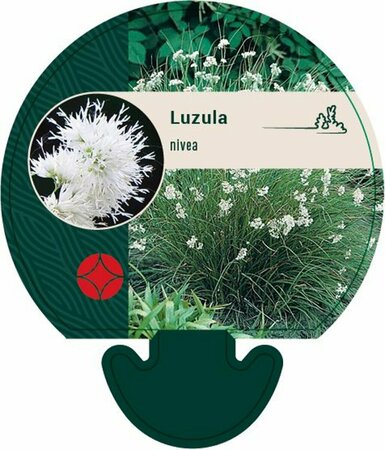 Luzula nivea P9 - afbeelding 3