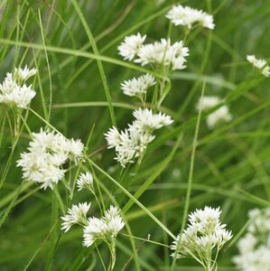 Luzula nivea P9 - afbeelding 7