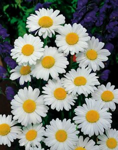 Leucanthemum vulgare 'Maikönigin' P9 - afbeelding 3