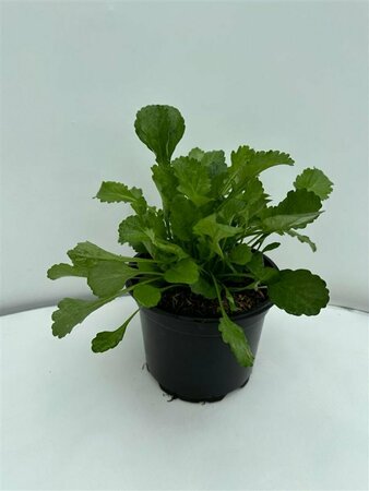 Leucanthemum vulgare 'Maikönigin' P9 - afbeelding 6