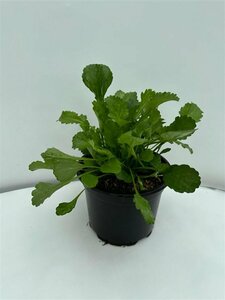 Leucanthemum vulgare 'Maikönigin' P9 - afbeelding 6