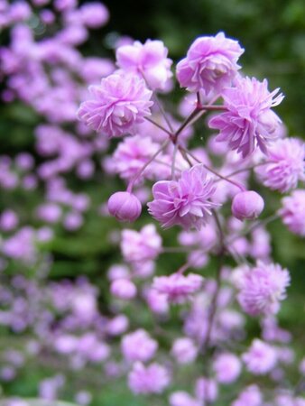Thalictrum delavayi 'Hewitt's Double' P9 - afbeelding 2