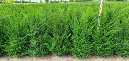 Taxus baccata 100/125 KL. - afbeelding 20