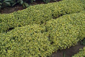 Sedum acre P9