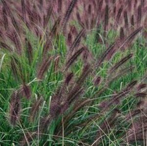 Pennisetum alopecuroides 'Moudry' P9 - afbeelding 2
