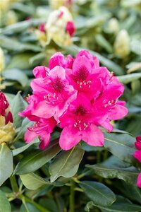 Rhododendron 'Nova Zembla' 60/80 KL. - afbeelding 3