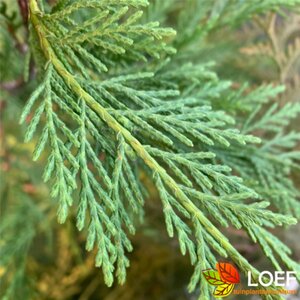 Thuja occidentalis 'Brabant' 100/125 KL.