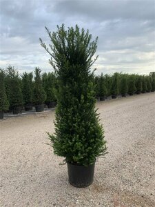 Taxus baccata 60/80 KL. - afbeelding 2