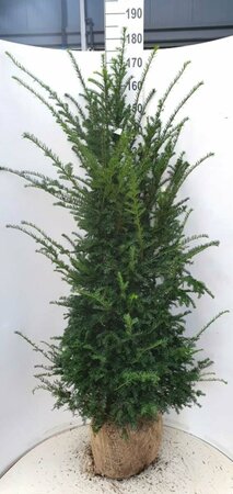 Taxus baccata 80/100 KL. - afbeelding 6