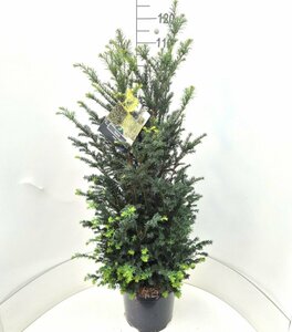 Taxus baccata 80/100 KL. - afbeelding 16