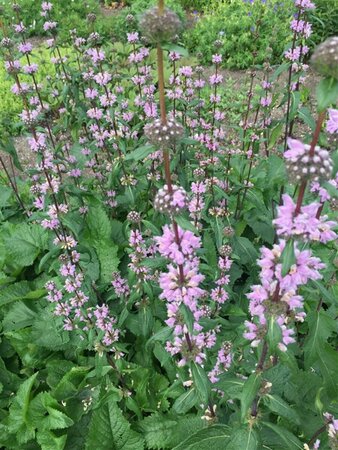 Phlomis tuberosa 'Amazone' P9 - afbeelding 2