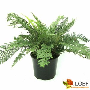 Polystichum aculeatum P9 - afbeelding 4
