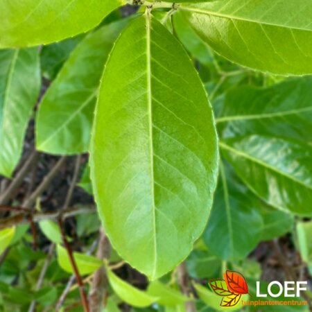 Prunus laurocerasus 'Rotundifolia' 100/125 KL. - afbeelding 1